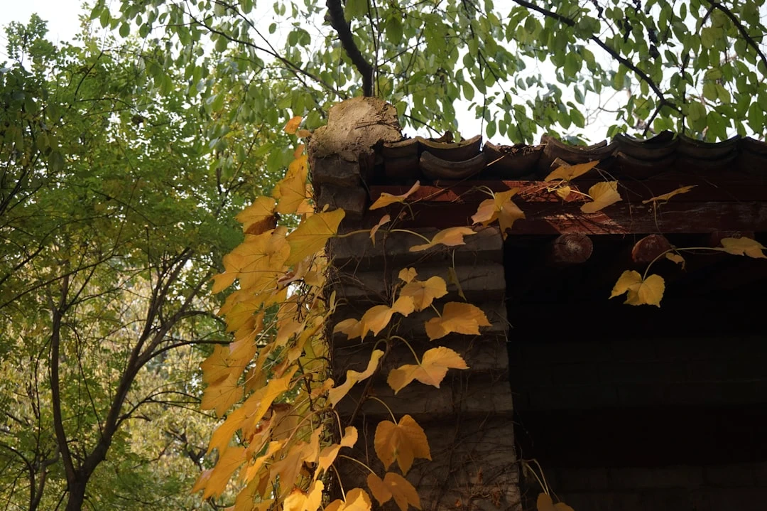 Sügislehtedega kaetud katus – näide puhastamata pinnast enne vihmaveerennide hooldust.