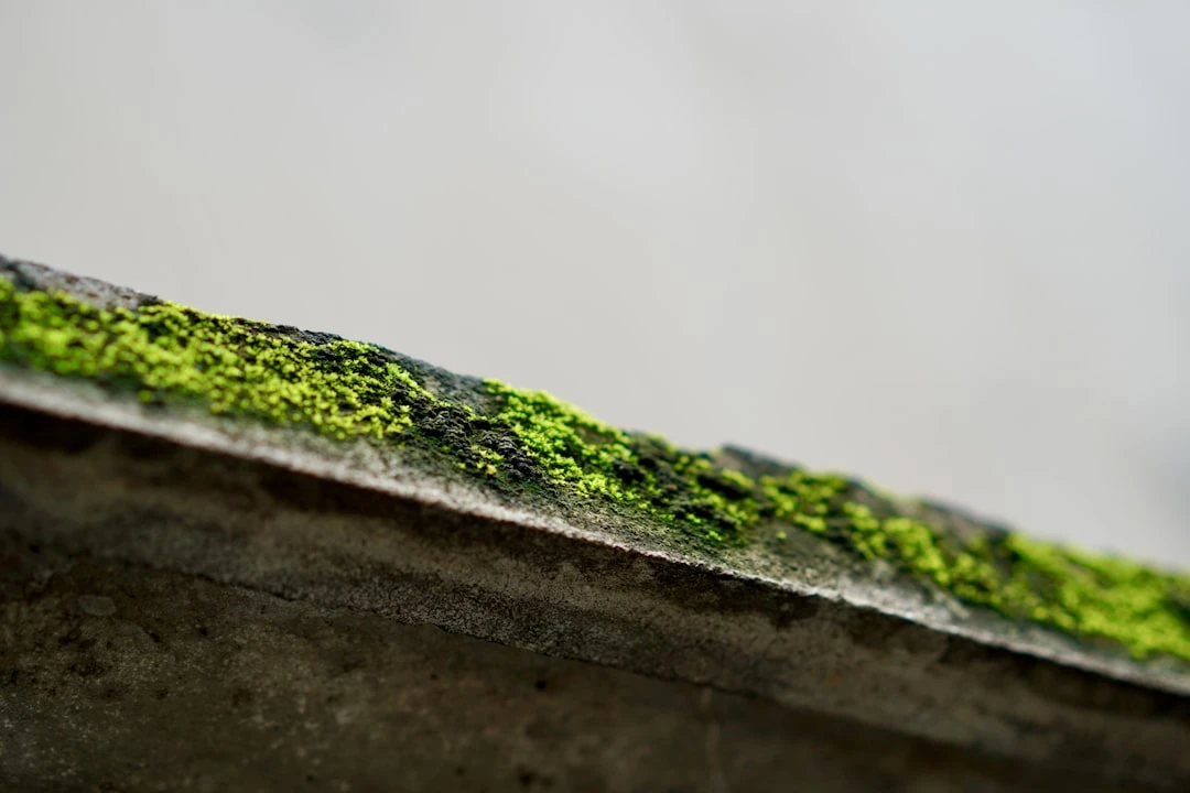 Sammal katusekividel – katuse puhastamise ja ennetava tõrje vajadus.