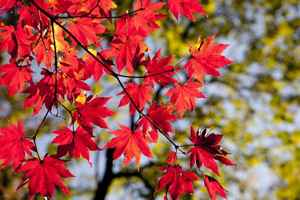 autumn-leaves-2789234_1920-1024x683