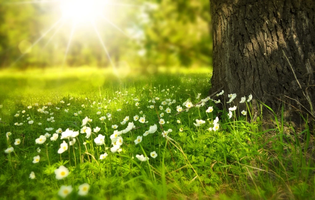 spring-276014_1920-1024x651