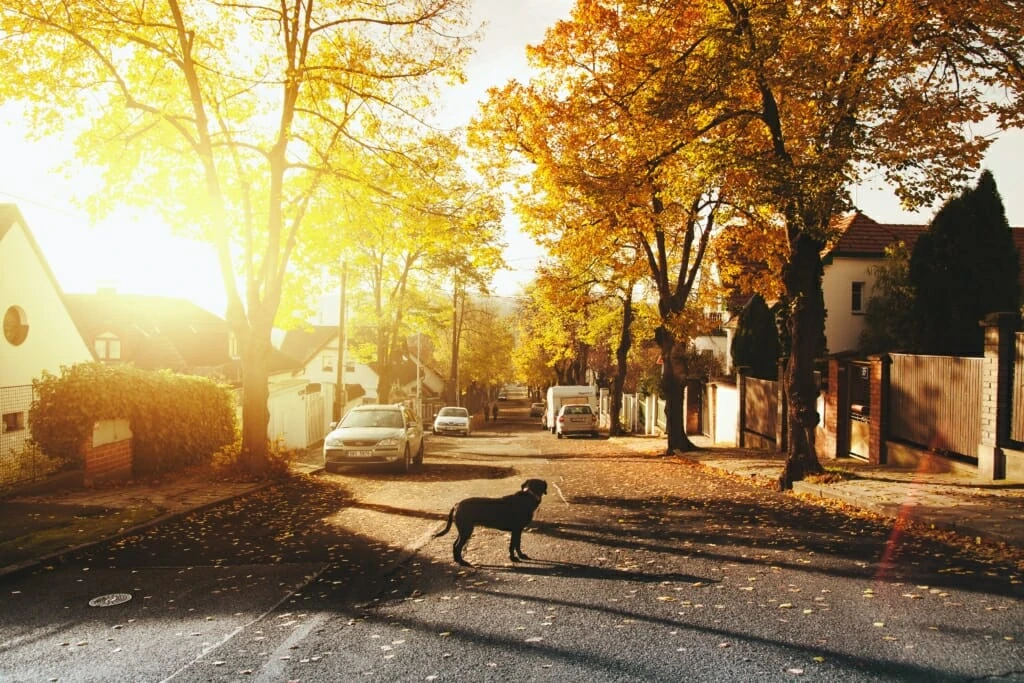 dog-on-concrete-road-688835-1024x683