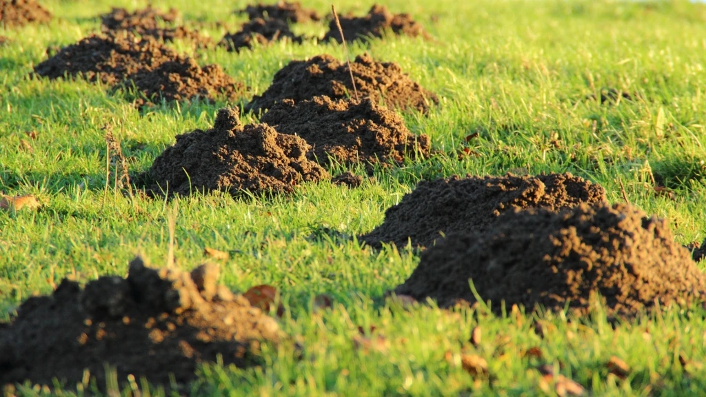 molehill-231386_1920-1024x576