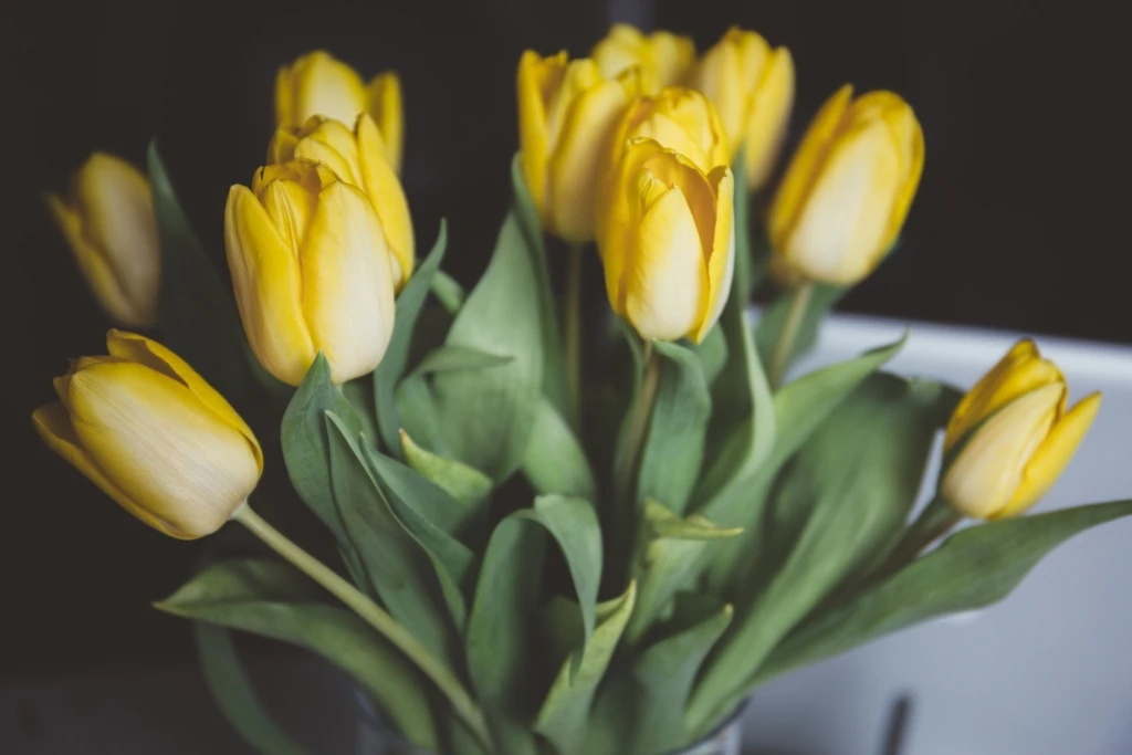 tulips-1208205_1920-1024x683