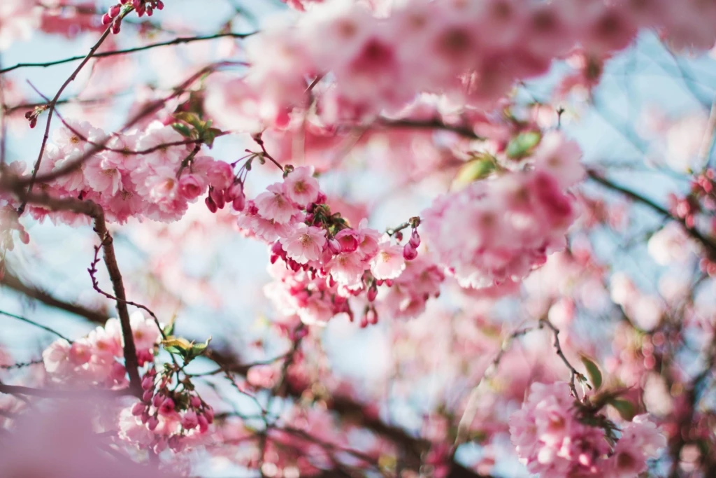 bloom-blossom-flora-112141-1024x683