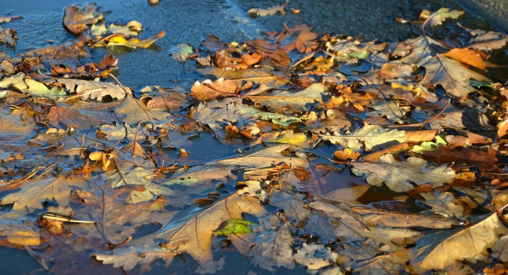 autumn-523698_1920-1024x555
