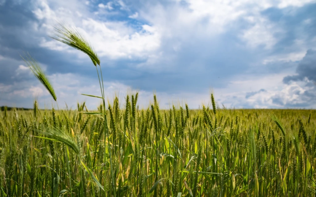 agriculture-barley-clouds-221016-1024x639