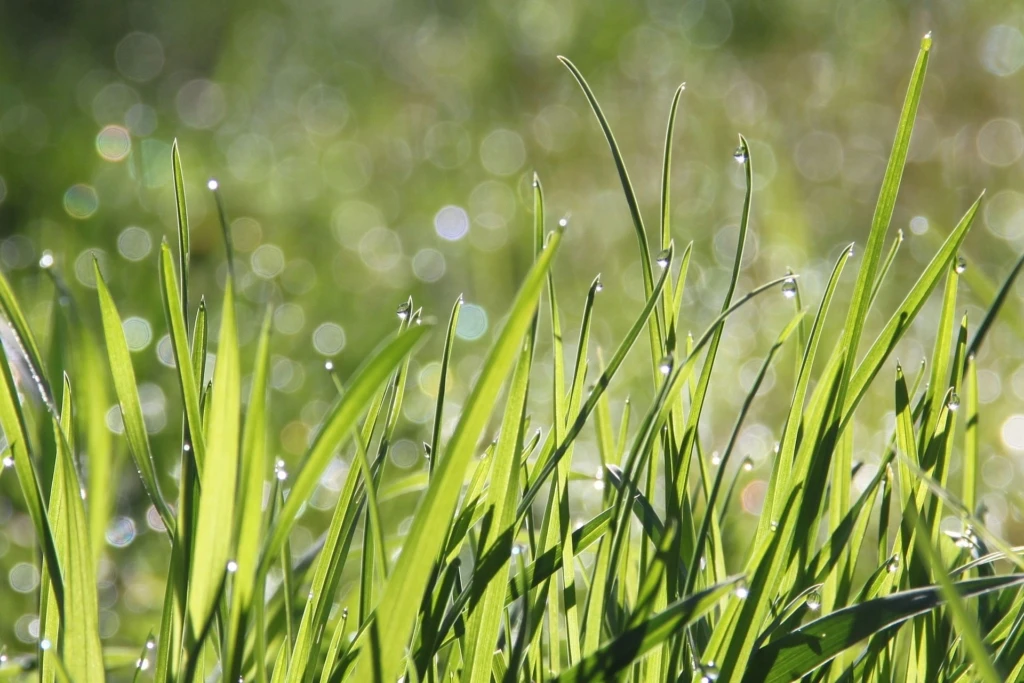 dew-1507498_1920-1024x683
