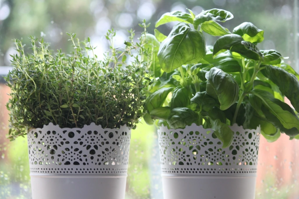 herbs-1476043_1920-1024x683