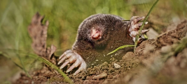 animal-1347755_1920-e1560341382864-600x271