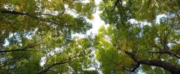 forrest-4028361_1920-e1554450998159-600x246