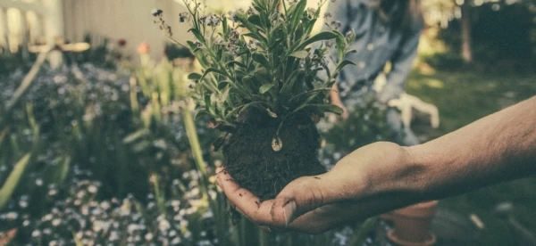 planting-865294_1920-e1554450969527-600x276