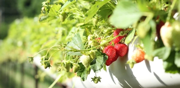 agriculture-berries-close-up-1125121-600x294