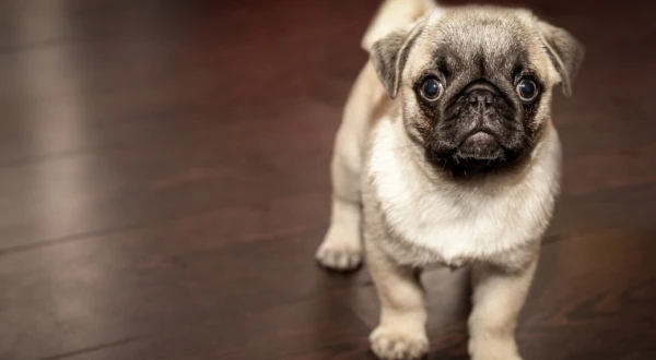 pug-690566_1920-600x330
