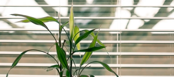 bamboo-blinds-color-845248-e1552050754776-600x268