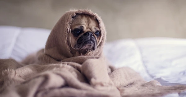 adorable-animal-bed-374898-e1549013704540-600x312