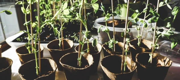 close-up-daylight-environment-1105017-e1548750458587-600x269