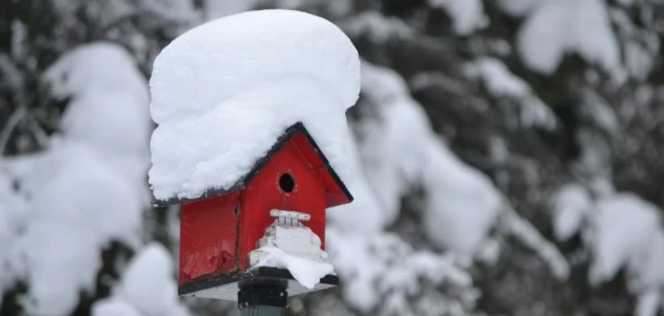 bird-house-995659_1920-e1548750324464-600x286