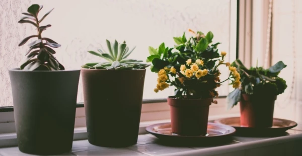 blur-close-up-depth-of-field-1269732-600x311