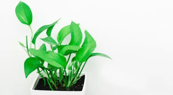 bright-color-disjunct-1084199-600x329