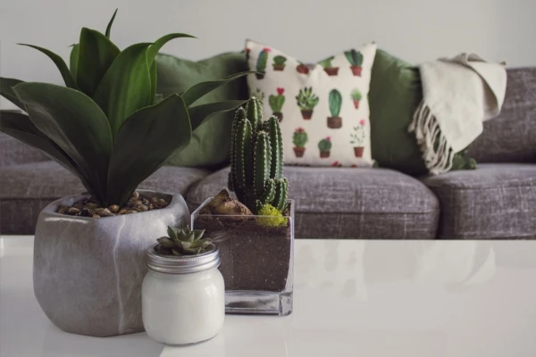 cactus-cactus-plant-contemporary-1005058-600x400