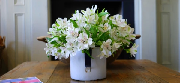 bloom-blossom-book-106937-e1540378933650-600x278