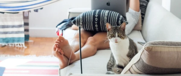 adorable-animal-cat-909620-600x252