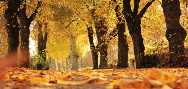 alley-autumn-autumn-colours-235721-e1538128149939-600x286