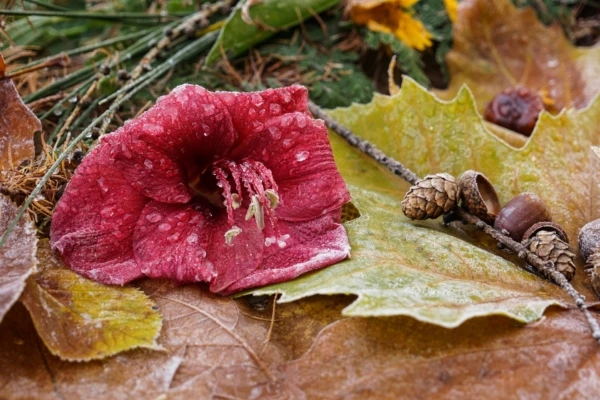 still-life-3135971_1920-600x400