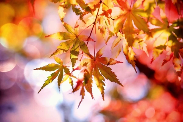 autumn-autumn-colours-autumn-leaves-355302-600x400