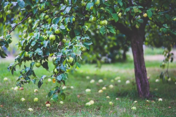 agriculture-apple-apple-tree-6035-600x400