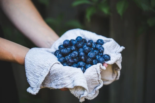 berries-blueberries-bundle-545052-1-600x400