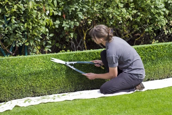 box-hedge-topiary-869073_1920-600x400
