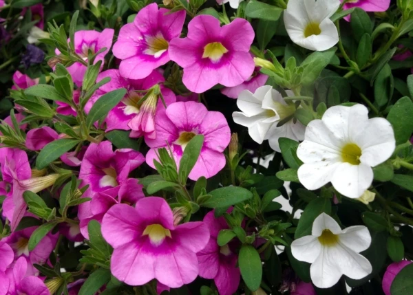 petunia-3406369_1920-600x429