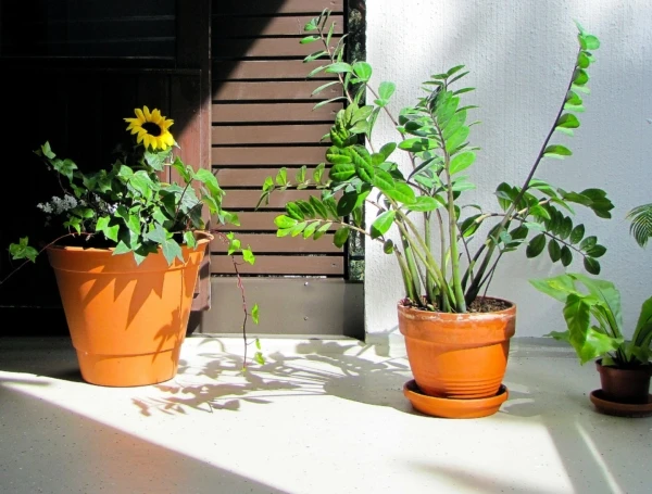 plants-170253_1920-600x455