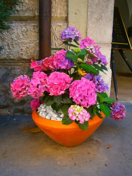 flowers-1628599_1920-450x600