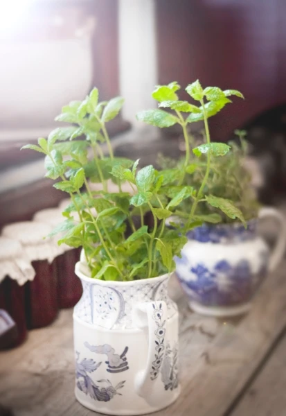 aromatic-basil-close-up-977903-413x600