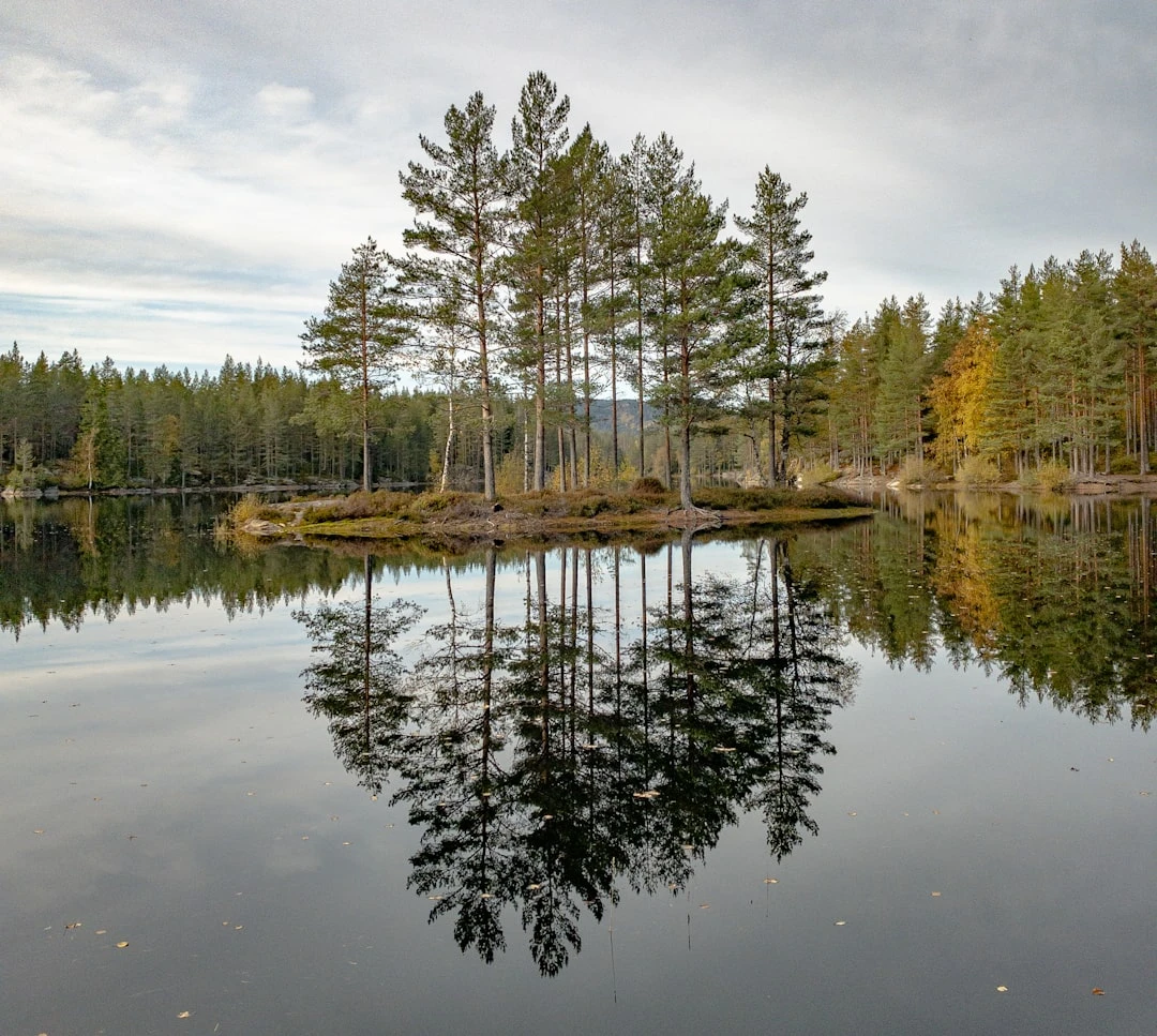 Eesti järv metsa ja rohelusega ümbritsetud – ideaalne suvine looduslik veekogu